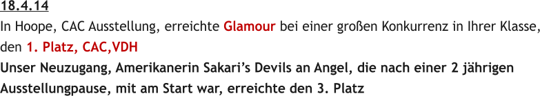 18.4.14 In Hoope, CAC Ausstellung, erreichte Glamour bei einer groen Konkurrenz in Ihrer Klasse, den 1. Platz, CAC,VDH Unser Neuzugang, Amerikanerin Sakaris Devils an Angel, die nach einer 2 jhrigen  Ausstellungpause, mit am Start war, erreichte den 3. Platz